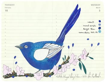 White Winged Wren by Fran Giffard