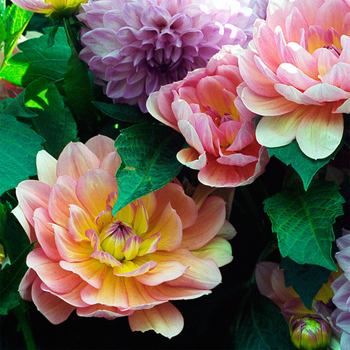 Fairies I by Juliet Piper