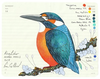 Kingfisher Looking Left by Fran Giffard