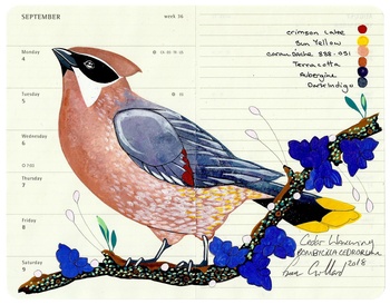 Cedar Waxwing by Fran Giffard