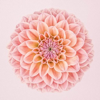 Pink Dahlia Circle I (38x38cm image size) by Paul Coghlin