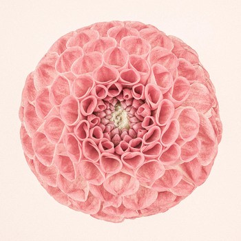 Pink Dahlia Circle II by Paul Coghlin