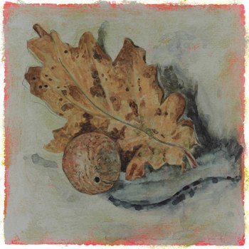 Oak leaf and oak gall by Simon M Smith