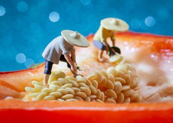 Pickin' Peppers by David Gilliver