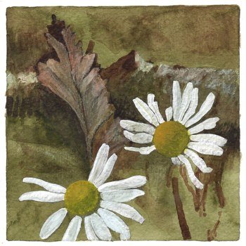 White flowers by Simon M Smith