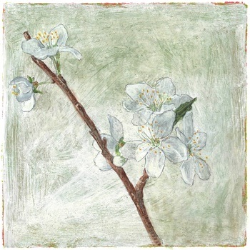 Cherry blossom by Simon M Smith