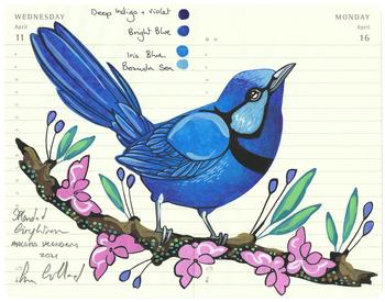 Splendid Fairywren von Fran Giffard