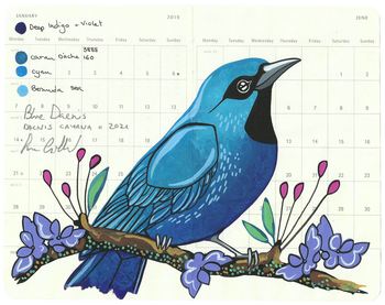 Blue Dacnis von Fran Giffard