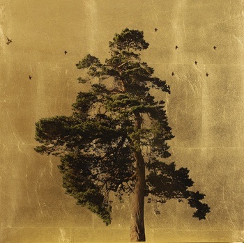 Pinus Sylvestric In Excelsis II by Robert Pereira Hind