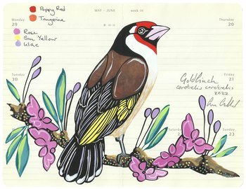 Goldfinch by Fran Giffard