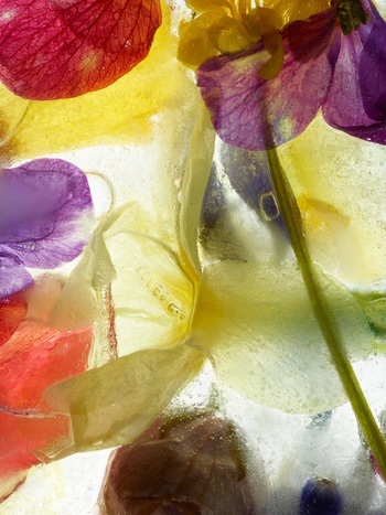 HIBERNATION XII by Andrea Zvadova