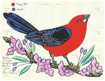 Brazilian Tanager by Fran Giffard