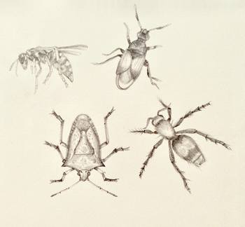 Insect Study von Sarah Goldbart