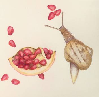 Snail Study by Sarah Goldbart