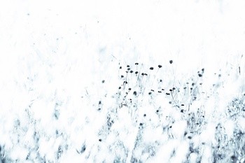 Syrian thistle von Tal Paz-Fridman