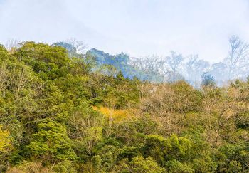 Woods of Strife 09 par Yasuo Kiyonaga