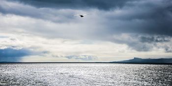 Bird on sea by David Law