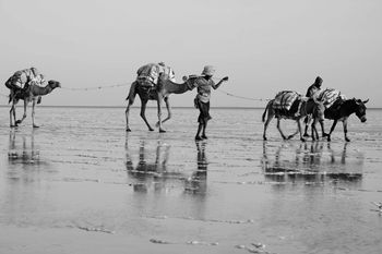 Caravane de sel n°5 ethiopie. by Jean-Marc Renaudie