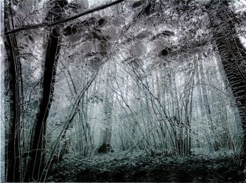 Les Vibrations de la forêt #10 by Gaëlle Cueff