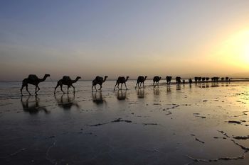 Caravane de sel n°3 ethiopie. by Jean-Marc Renaudie