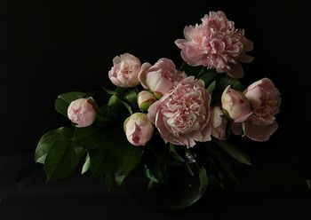 Pivoines von Igor B. GLIK