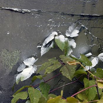 Natur'elle graffiti's - hugme - 05 von Karine Paoli