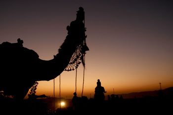 Puskar. Inde. Marché aux chameaux by Leroyphoto