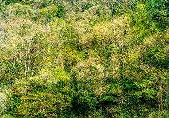 Woods of Strife 11 by Yasuo Kiyonaga