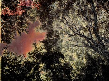 Les Vibrations de la forêt #15 by Gaëlle Cueff