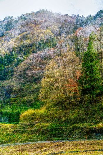 Woods of Strife 07 by Yasuo Kiyonaga