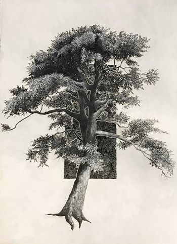 Portrait d’arbre 17221508 - Pin noir par Cyrille Borgnet Dupont