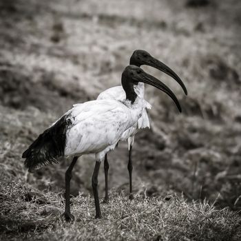 Thoth the african sacred ibis par Levi Mendes