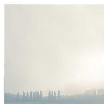 Les arbres royaux par Nicolas Le Beuan Bénic
