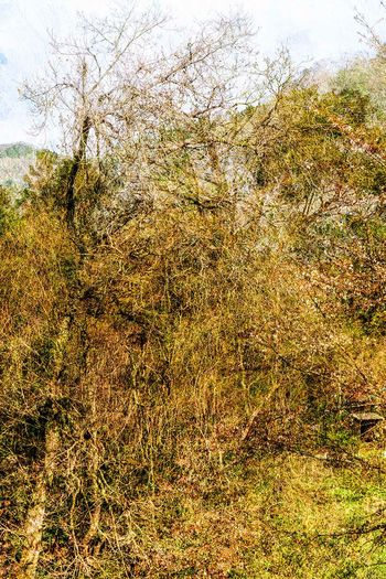 Woods of Strife 10 par Yasuo Kiyonaga