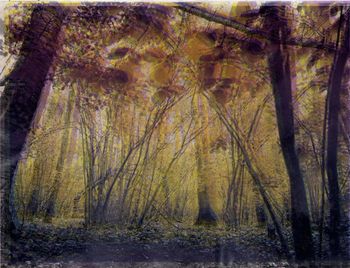 Les Vibrations de la forêt #12 par Gaëlle Cueff