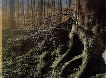 Les Vibrations de la forêt #19 by Gaëlle Cueff