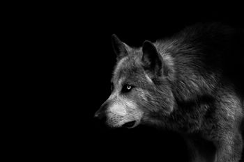 Loup Noir du Canada by Jean-Charles Ouvrard