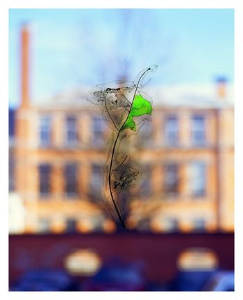 Dissolution 16 by Erick Derac