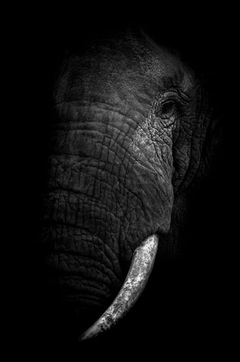 Elephant's extinction par Levi Mendes