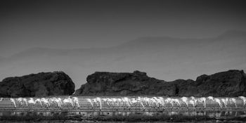The elegance of rosa flamingos by Levi Mendes