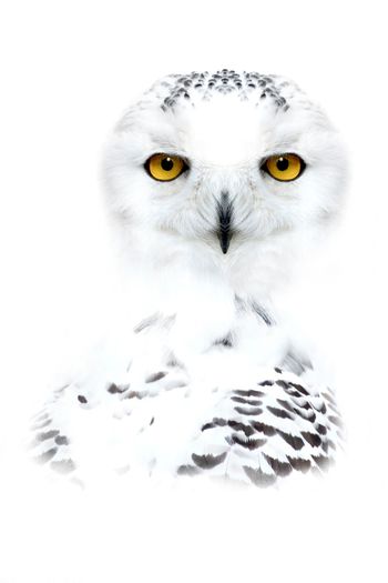 Harfang by Jean-Charles Ouvrard