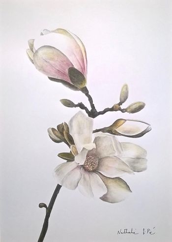Branche de magnolias von Nathalie Si Pié
