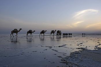 Caravane de sel n°4 ethiopie. by Jean-Marc Renaudie