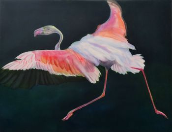 Flamand rose par Christelle Zacchero