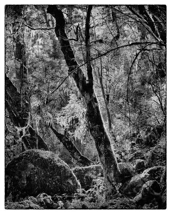 Jungle par Stanislas Ledoux