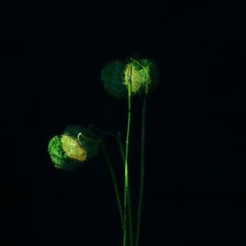 Dis-moi la Fleur?-09 von Emilie Moysson