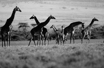 Troupeau de Girafe et girafon. Tanzanie von Leroyphoto