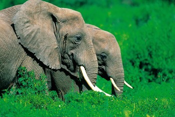 Couple d éléphants. Tanzanie von Leroyphoto
