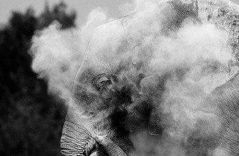 Eléphant Afrique en colère. Kenya von Leroyphoto