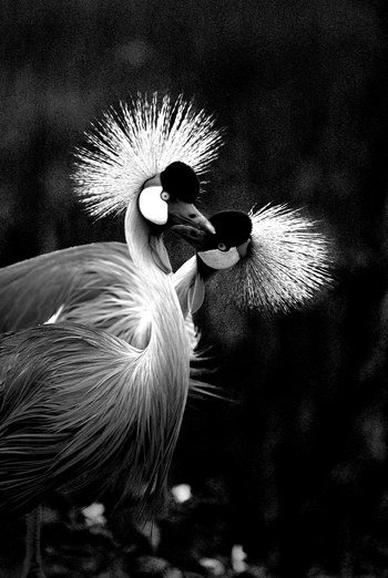 Couple de grue cendrés. Afrique by Leroyphoto